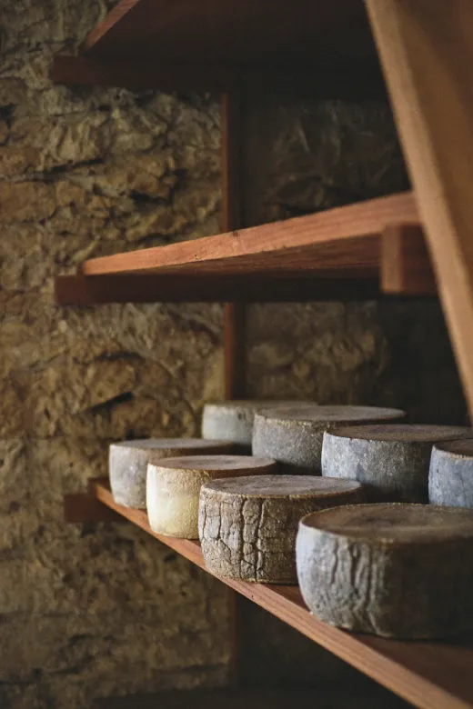 Meules de fromage de ferme sur des planches en cave