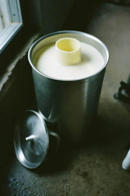 Bidon de lait ouvert dans une salle de traite