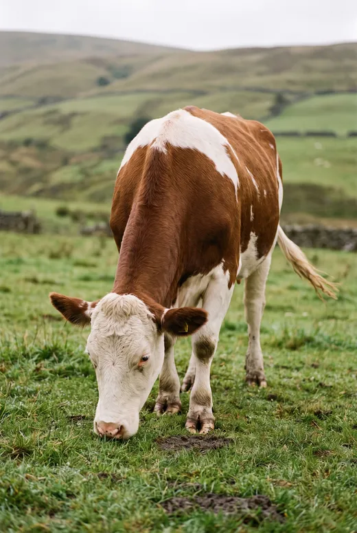 Vache broutant dans un pré humide